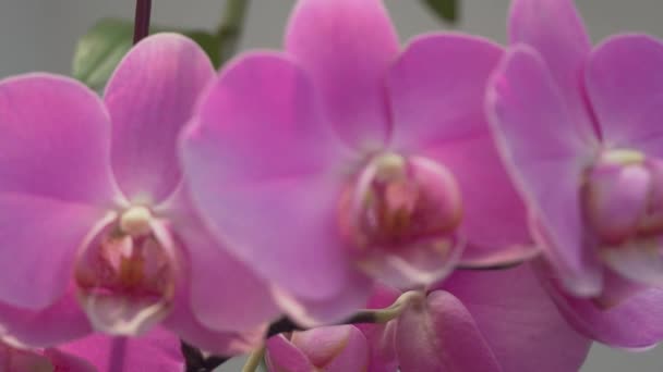 Κοντινό Πλάνο Από Όμορφα Φωτεινά Ροζ Λουλούδια Ορχιδέας Εξωτερικούς Χώρους — Αρχείο Βίντεο