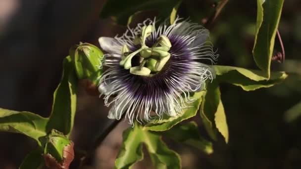 Exotic Purple Passion Fruit Flower Swaying Wind Sunny Day — стоковое видео