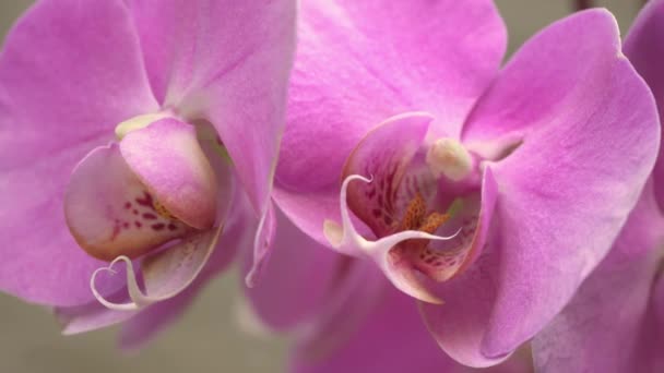 Close Side Shot Fuchsia Orchid Flowers Pink Bright Petals — Vídeo de Stock