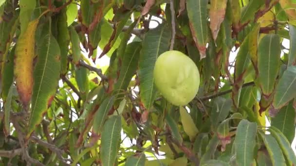 Organic Green Raw Mango Fruit Hanging Tree Non Gmo Agriculture — 图库视频影像