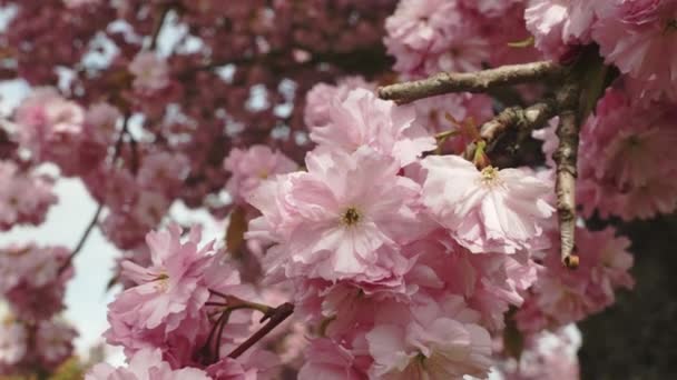 Moving Close Cherry Blossoms Tree — Wideo stockowe