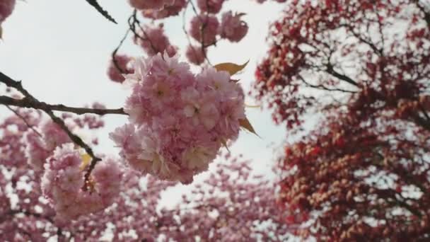 Cherry Tree Blossoms Swinging Wind — Stockvideo