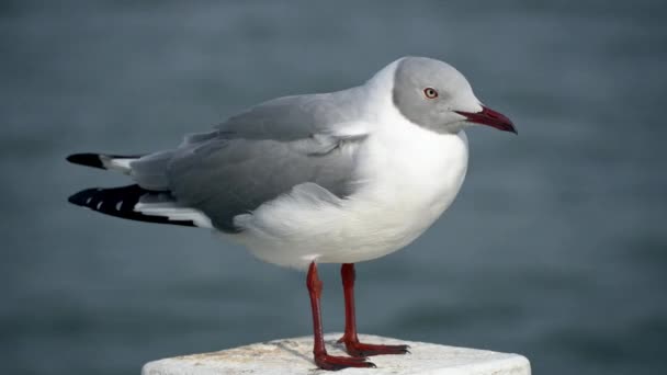 Close Grey Headed Gull Watching White Pole Sea — Stock video