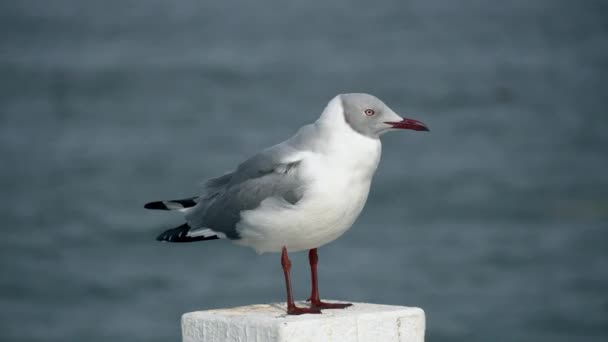 Gray Headed Gull Observing White Pole Windy Day Sea — Stock video