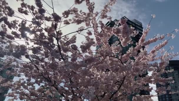 Moving Wide Shot Cherry Tree Blossoms Blue Sky Skyscrapers Background — 비디오