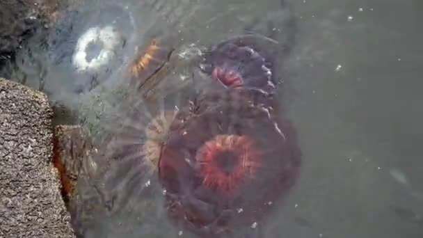 Group Jellyfish Carried Away Strong Tide Beach Shore — 비디오