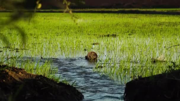 Low Angle View Irrigating Paddy Fields Water Flowing Channels Cultivation — Stock video