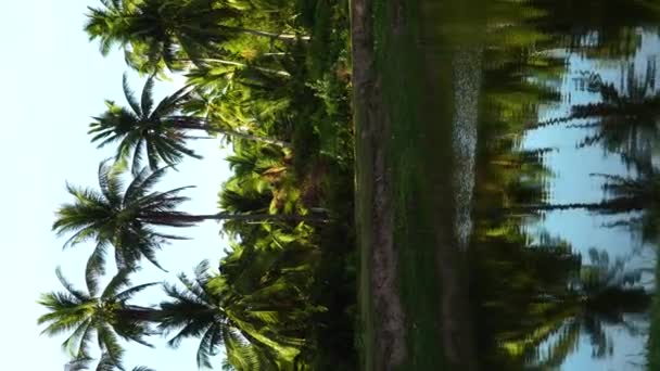 Palm Trees Reflected Mirror Water Static View Vertical Format Social — Vídeo de stock