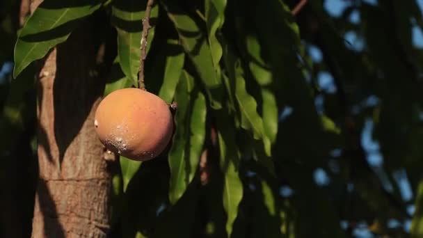 Ripe Juicy Organic Peach Non Gmo Hanging Tree Sunny Orchard — Stock Video