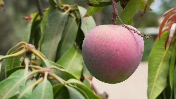 Closeup Ripe Organic Non Gmo Mango Fruit Hanging Tree Sunny — Vídeo de Stock