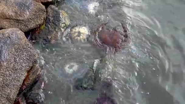 Colorful Group Jellyfishes Being Washed Out Shore Strong Tide — Vídeo de Stock