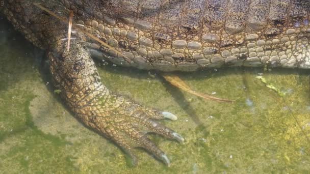 Close Caiman Feet Underwater Sunny Day Its Habitat — Vídeo de Stock