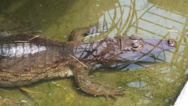 Underwater Caiman Falling Asleep Resting Sun Its Habitat — Wideo stockowe