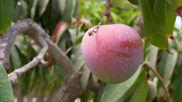 Close Organic Non Gmo Ripe Mango Fruit Hanging Tree Sunny — Vídeo de Stock