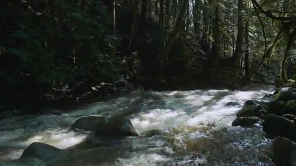 Средний Снимок Ручья Тёмном Мясном Лесу — стоковое видео