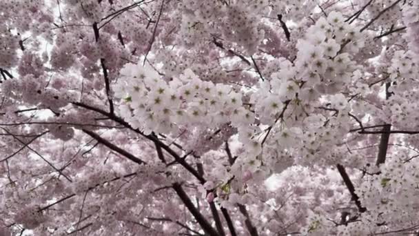 Tree Full Cherry Blossoms — Stockvideo