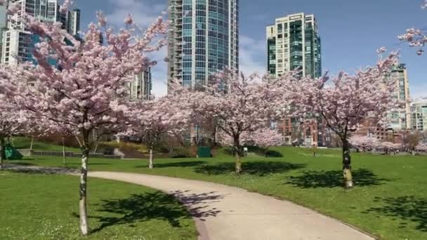 Moving Shot Cherry Tree Blossoms Vancouver — стокове відео