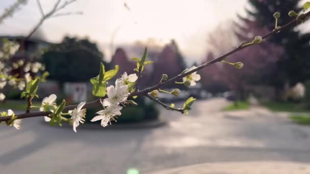 Close Cherry Blossoms Sunset Street — ストック動画