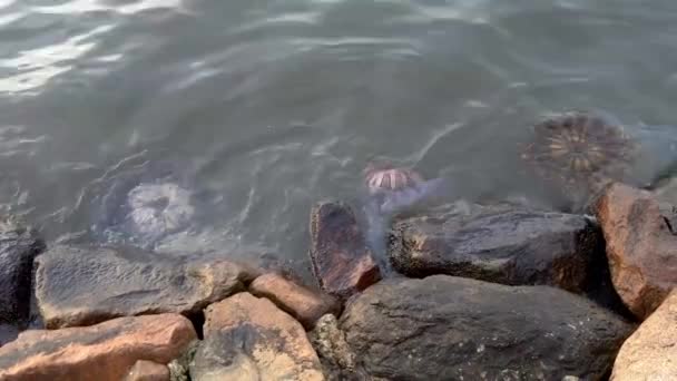 Colorful Group True Jellyfishes Stranded Beach Shore — Vídeo de stock