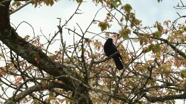 Cuervo Sentado Árbol Observando Zona Luego Volando Cámara Lenta — Vídeo de stock