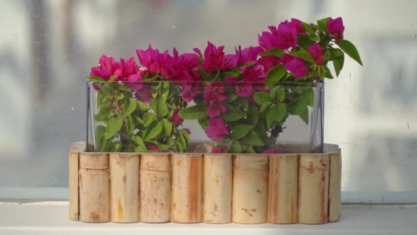 Красивый Розовый Пурпурный Bougainvilleas Украшения Вазы Закате — стоковое видео