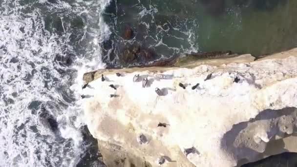 Slow Motion Bird Rock Pelicans Amazing Aerial View Flight Bird — Vídeo de Stock