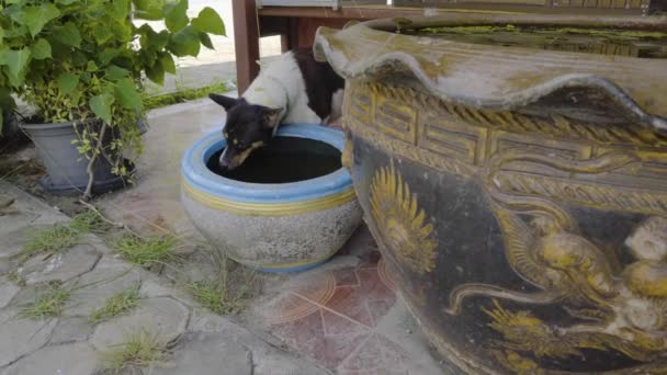 Thai Dog Drinks Water Big Plant Pot Temple Area Samui — ストック動画