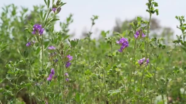 Black Aphids Pest Infestation Alfalfa Field Damaged Agriculture — Stok video