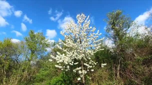 Shot Approaching Blossoming Cherry Tree Spring Full White Flowers Stoping — Stockvideo