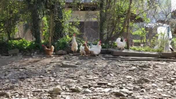 一只棕色和白色的母鸡和一只白色的公鸡停在一个农场的栅栏后面 在4K处被射杀 — 图库视频影像