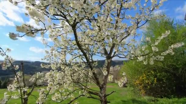 Bloeiende Kersenboom Het Voorjaar Vol Met Witte Bloemen Neergeschoten Met — Stockvideo