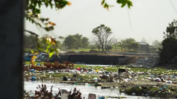 Tepi Sungai Terpolusi Dengan Sampah Plastik Negara Dunia Ketiga Suntikan — Stok Video