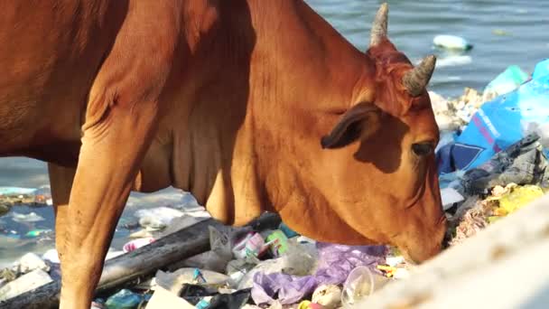 Cow Eating Garbage Vietnam Ocean Coastline Static View — Stock videók