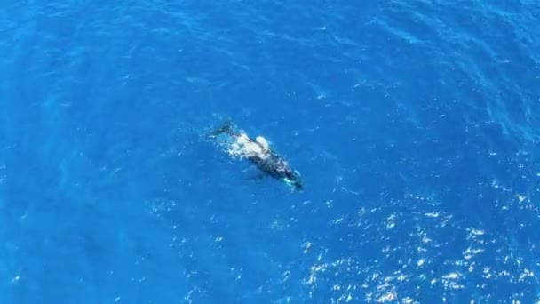 Newborn Humpback Whale Pushed Surface Ocean Breathe Hawaii — Stock videók