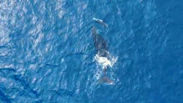 Mother Whale Calf Preparing Dive Deep Blue Ocean — Video Stock