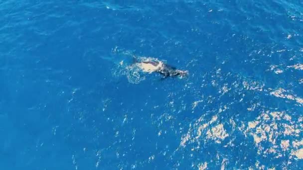 Mother Humpback Whale Pushing Calf Surface Giving Birth — Stockvideo