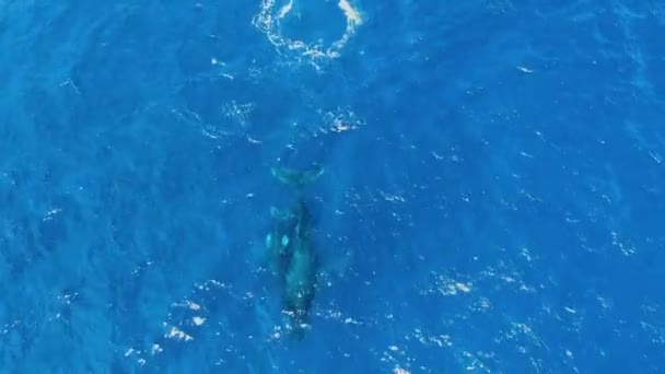 Mother Calf Humpback Whales Swimming Surface Ocean Hawaii — 비디오