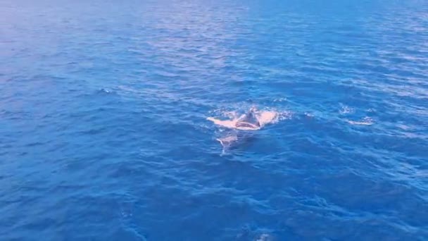 Mother Humpback Whale Calf Swimming Surface Sunrise Hawaii — Stockvideo