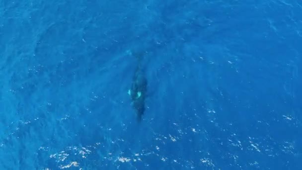 Baby Humpback Whale Calf Swims Surface Air Mom Watches — Vídeo de Stock