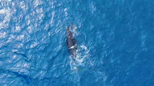 Mother Humpback Whale Baby Playing Spinning Hawaiian Ocean — стоковое видео