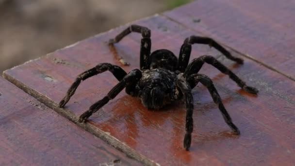 Macro Big Black Tarantula Brazil Close High Angle Shot Spider — Stock Video