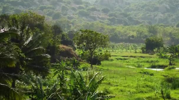 Green Trees Grasses Abundantly Growing Lowland Vietnam Static — Vídeo de Stock