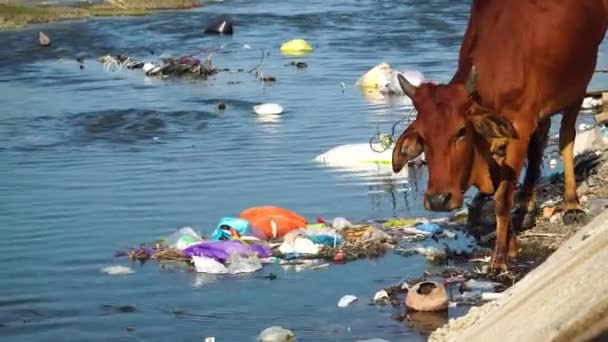 Close Gimbal Shot Cow Walking Riverbanks Garbage – stockvideo