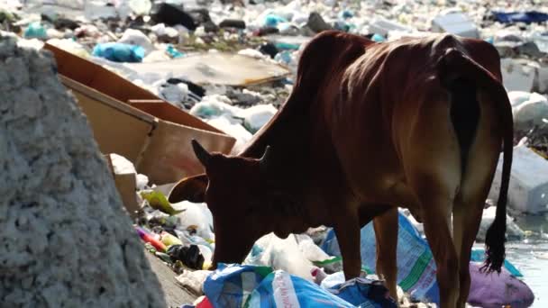 Cow Son Hai Vietnam Searches Food Riverside Full Litter Handheld — Stock Video