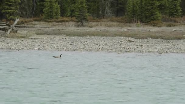 Canada Goose Flowing River Leaving Frame — Stockvideo