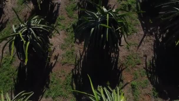 Aerial Flyover Dragon Fruit Agricultural Farm Field Plantation Panning Reveal — 비디오