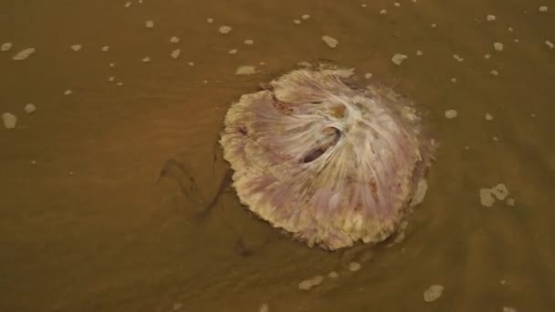 Dead Jellyfish Thrown Sandy Beach Waves — Stockvideo