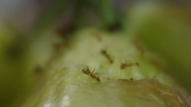 Docenas Hormigas Rangrang Almejas Oecophylla Trabajan Juntos Mordiendo Guayaba Video — Vídeos de Stock