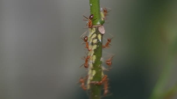 Dutzende Rangrang Ameisen Oder Venusmuscheln Oecophylla Arbeiten Zusammen Teamarbeit Der — Stockvideo