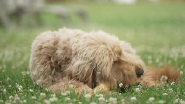 芝生の畑で犬の骨を噛む薄茶色のラブラドール — ストック動画